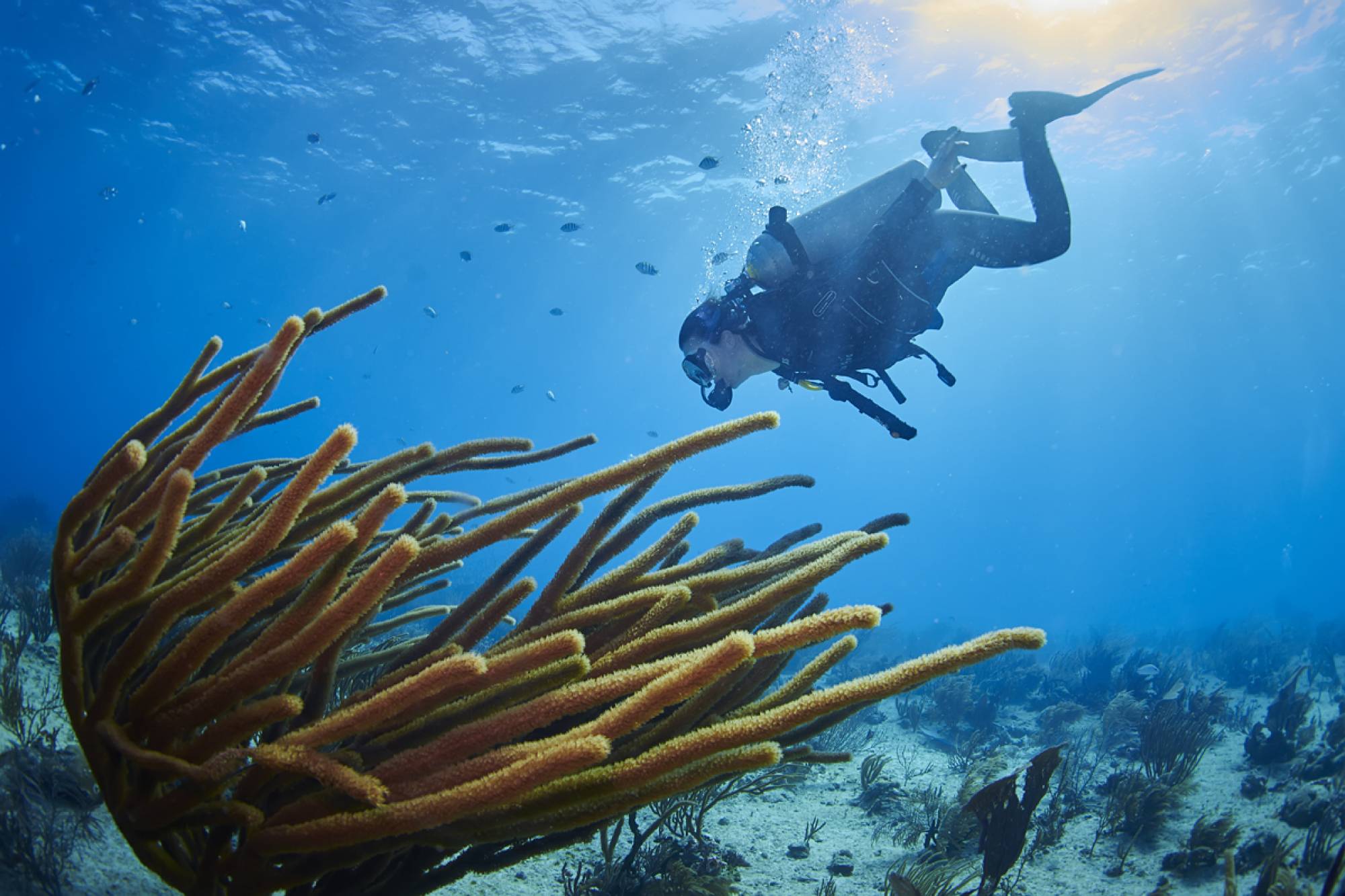 snuba in playa del carmen