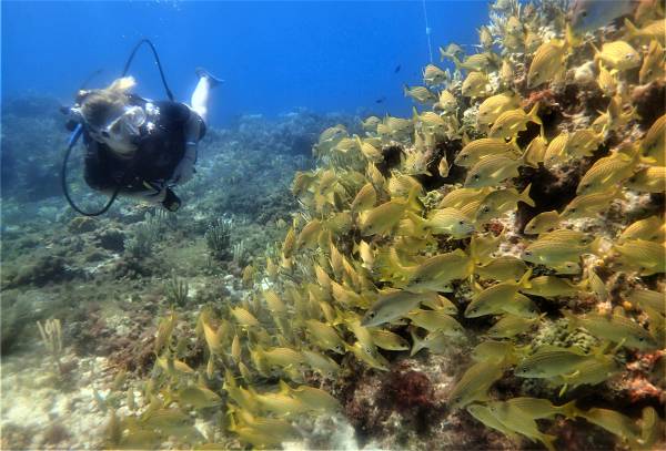 PADI Open Water Diver Course - Diversland - Playa Del Carmen, Mexico