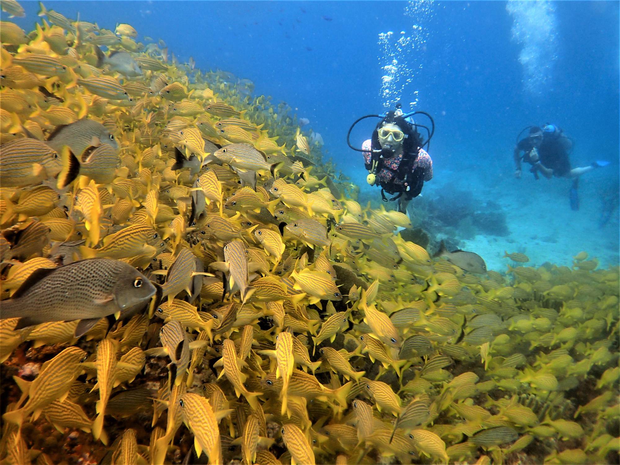 Discover Scuba Diving in Underwater Museum of Cancun - Diversland